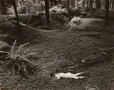 Wynn Bullock, Child in the Forest, 1951, Gelatin silver print, printed 1950s