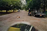 William Eggleston, Untitled (dog in road)