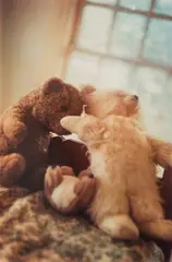 Untitled (teddy bears) by William Eggleston, circa 1982-1986, Dye transfer print, printed 1999, sold Jun 2025