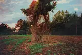 William Eggleston, Untitled (Andersonville, Georgia), 1976, Dye transfer print, printed 2011