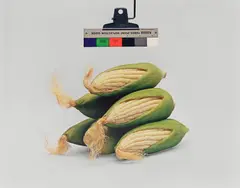 Christopher Williams, Kodak Three Point Reflection Guide © 1968, Eastman Kodak Company, 1968. (Corn) Photography by the Douglas M. Parker Studio, Glendale, California, April 17, 2003, Dye transfer print, printed 2003