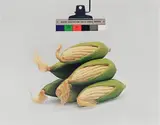 Christopher Williams, Kodak Three Point Reflection Guide © 1968, Eastman Kodak Company, 1968. (Corn) Photography by the Douglas M. Parker Studio, Glendale, California, April 17, 2003, Dye transfer print, printed 2003