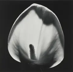 Calla Lily by Robert Mapplethorpe, 1984, Gelatin silver print, printed 1984, sold Oct 2025