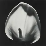Robert Mapplethorpe, Calla Lily, 1984, Gelatin silver print, printed 1984