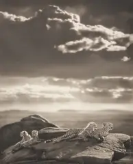 Cheetah & Cubs Lying on Rock, Serengeti by Nick Brandt, 2007, Platinum print, flush-mounted, sold Oct 2025