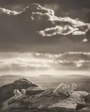 Nick Brandt, Cheetah & Cubs Lying on Rock, Serengeti, 2007, Platinum print, flush-mounted