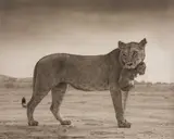 Nick Brandt, Lioness Holding Cub in Mouth, Amboseli