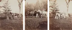 Selected Equestrian Studies by Lewis Morris Rutherfurd, circa 1863, Three full-negative albumen prints and two carte-de-visite-sized albumen prints, sold Oct 2025