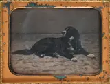 Anonymous, Dog with Black Coat and White Markings