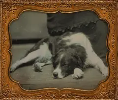Anonymous, Dog with Bicolor Coat, 1850s, Sixth-plate daguerreotype, cased