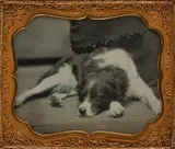 Anonymous, Dog with Bicolor Coat