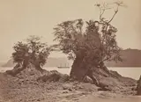 John Moran, Tropical Scenery, Limon Bay, Low Tide, 1871, Albumen print