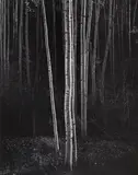 Ansel Adams, Aspens, Northern New Mexico, 1958, Gelatin silver print, printed 1973-1977