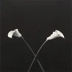 Calla Lilies by Robert Mapplethorpe, 1983, Gelatin silver print, printed 1983, sold Oct 2025