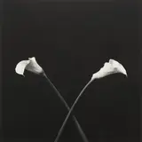 Robert Mapplethorpe, Calla Lilies, 1983, Gelatin silver print, printed 1983