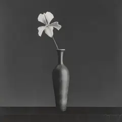 Orchid by Robert Mapplethorpe, 1988, Gelatin silver print, printed 1988, sold Oct 2025