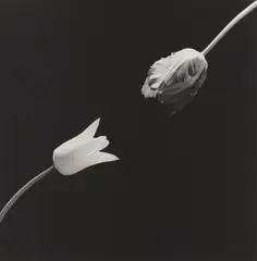 Tulip by Robert Mapplethorpe, 1984, Gelatin silver print, printed 2004, sold Oct 2025