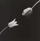 Robert Mapplethorpe, Tulip, 1984, Gelatin silver print, printed 2004