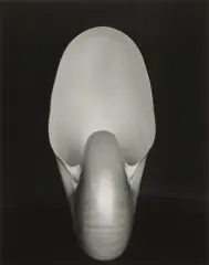 Nautilus by Edward Weston, 1927, Gelatin silver print, printed later by Cole Weston, sold Oct 2025
