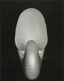 Edward Weston, Nautilus, 1927, Gelatin silver print, printed later by Cole Weston