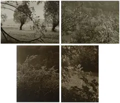 Selected Nature Studies by Josef Sudek, 1950s-1960s, Four gelatin silver prints, offered Oct 2025