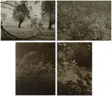 Josef Sudek, Selected Nature Studies