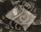 Edward Weston, Glass and Lily, 1939, Gelatin silver print