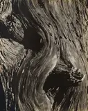 Edward Weston, Monterey Cypress, 1929, Gelatin silver print