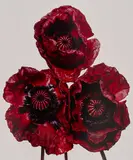 Irving Penn, Three Poppies 'Arab Chief', New York, 1969, Dye transfer print, printed 1992
