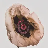 Irving Penn, Poppy ‘Barr's White’, New York, 1968, Pigment print, printed 2006
