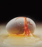 Irving Penn, Cracked Egg, New York, 1958, Chromogenic print, printed 2000, flush-mounted to Plexiglas