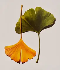 Irving Penn, Ginkgo Leaves, New York, 1990, Dye transfer print, printed 1992