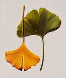 Irving Penn, Ginkgo Leaves, New York