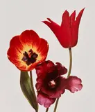 Irving Penn, Three Tulips ‘Red Shine’, ‘Black Parrot’, ‘Gudoshnik’, New York, 1967, Dye transfer print, printed 1987