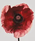 Irving Penn, Poppy 'Burgundy', New York, 1968, Pigment print, printed 2006