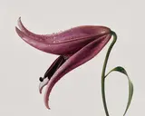 Irving Penn, Lily 'Imperial Pink', New York