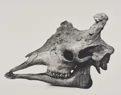 Giraffe, Prague by Irving Penn, 1986, Gelatin silver print, printed 1986, sold Oct 2025