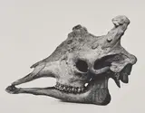 Irving Penn, Giraffe, Prague