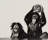 Irving Penn, Orangutan and Chimpanzee with Coconut, New York