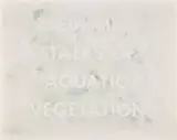 Ed Ruscha, TREMBLING STALKS OF AQUATIC VEGETATION, 1977, pastel on paper