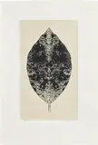 Bruce Conner, Leaf September 11 - December 7, 2001, Lithograph, on green Kitakata Chine collé to Hahnemühle German Etching paper, with full margins