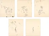 Jean-Michel Basquiat, Untitled (from Leonardo), 1983, The complete set of five screenprints in colors, on Okawara paper, the full sheets