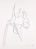 Daffodil (G. 2013, A. 315) by Ellsworth Kelly, 2004, Lithograph, on Rives BFK paper, with full margins, sold Apr 2024