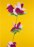 Alex Katz, Azaleas on Yellow, from Flowers (S. 731), 2021, Archival pigment print in colors, on Innova Etching Cotton Rag paper, the full sheet