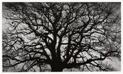 Robert Longo, Untitled (Tree), 2018, Archival pigment print, on wove paper, with full margins