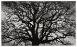 Robert Longo, Untitled (Tree), 2018, Archival pigment print, on wove paper, with full margins