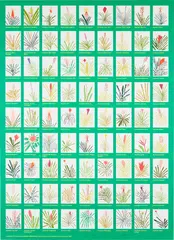 Aechmea Bromeliad Poster by Jonas Wood, 2022, Lithograph in colors on wove paper, sold Apr 2024