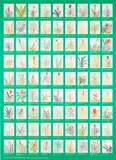 Jonas Wood, Aechmea Bromeliad Poster