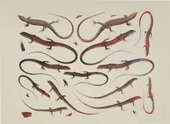 Philip Taaffe, Lizard Page, 2016, Screenprint and monoprint in colors, on Dur-O-Tone paper, with full margins