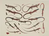 Philip Taaffe, Lizard Page, 2016, Screenprint and monoprint in colors, on Dur-O-Tone paper, with full margins